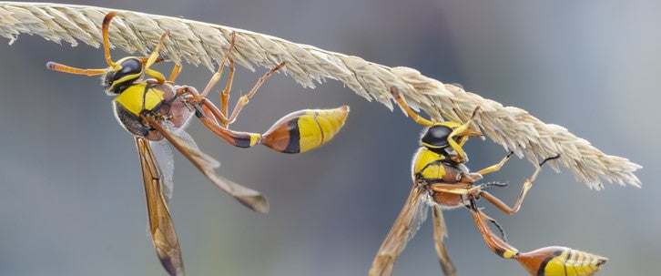 5 idées reçues sur le frelon