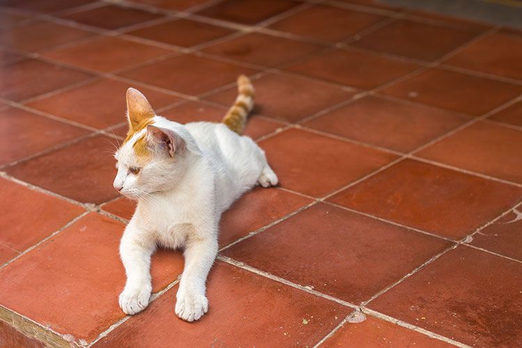 Brillance et entretien des tomettes, comment s’y prendre ?