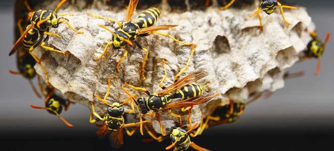 5 idées reçues sur les guêpes