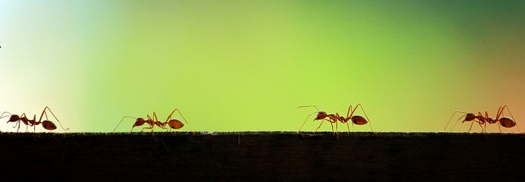 5 idées reçues sur les fourmis