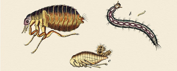 5 idées reçues sur les puces