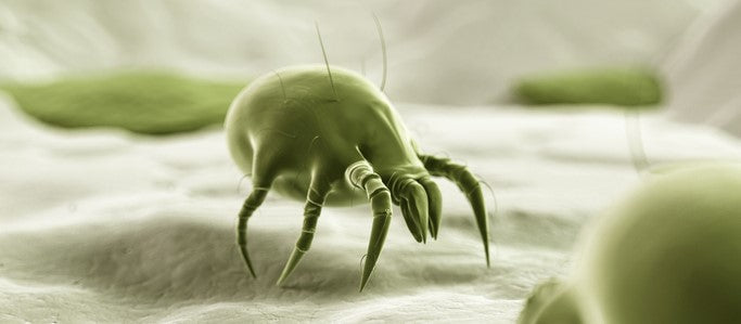 Les acariens : qui sont-ils et comment s'en débarrasser ?