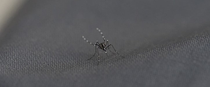 Eviter et soigner les piqûres de moustiques ?