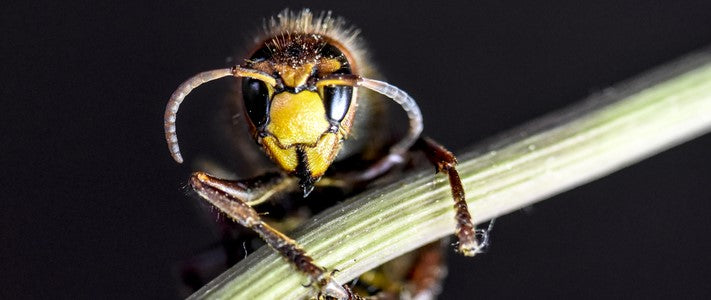 Frelons : quels sont les risques et les dangers ?