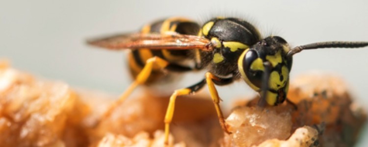 Guêpes : Quels sont les dangers ?