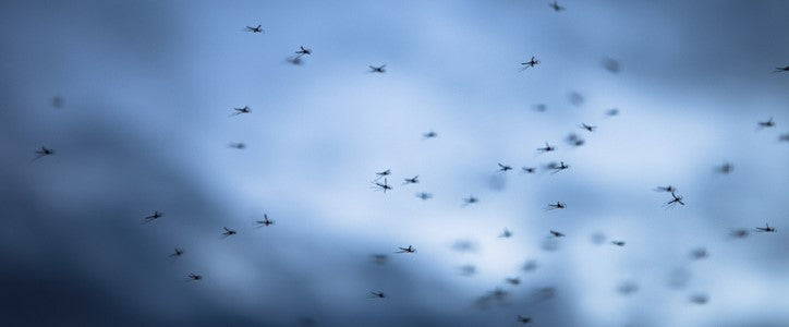Comment se protéger des insectes en vacances ?
