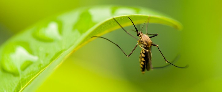 Moustique : où et quand le trouve-t-on ?