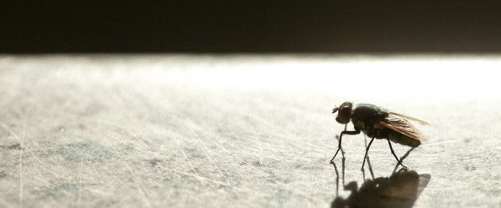 Les mouches : Qui sont-elles ? Comment s'en débarrasser ?