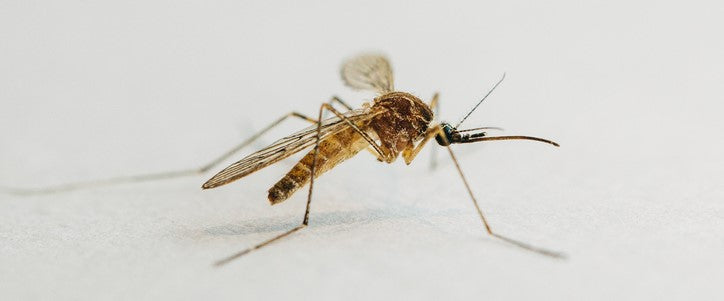 Moustique : Quels sont les dangers pour la santé ?