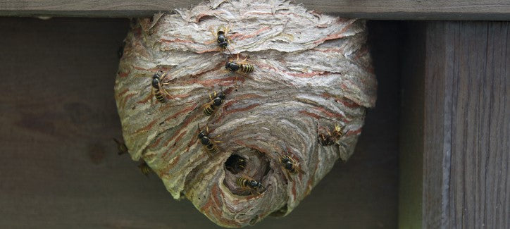 Nid de guêpes : où le trouver ?