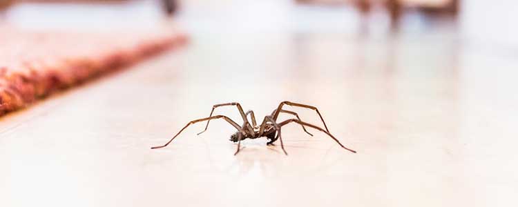 L'araignée : qui est-elle et comment s'en débarrasser ?