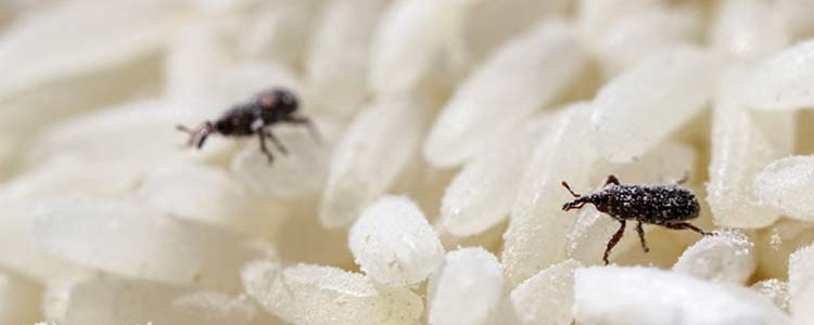 Les charançons : qui sont-ils et comment les éliminer ?