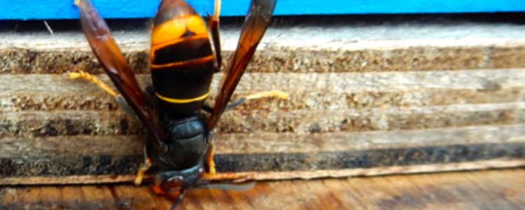 Le frelon asiatique : qui est-il et comment l'éliminer ?