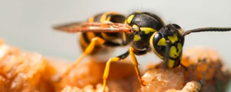 Les guêpes : comment s'en protéger et s'en débarrasser ?