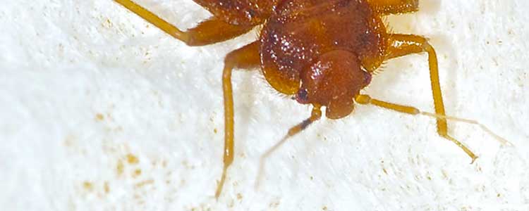 5 idées reçues sur les punaises de lit