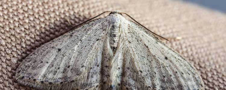 Mites des vêtements : qui sont-elles et comment s'en débarrasser ?