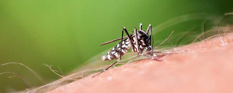 Le moustique tigre : Qui est-il et comment s'en protéger ?