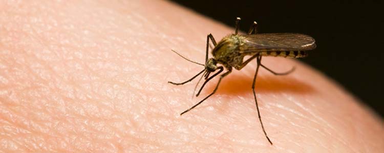 Les moustiques : qui sont-ils et comment s'en protéger ?