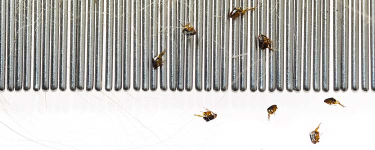 Les puces : qui sont-elles et comment s'en débarrasser ?