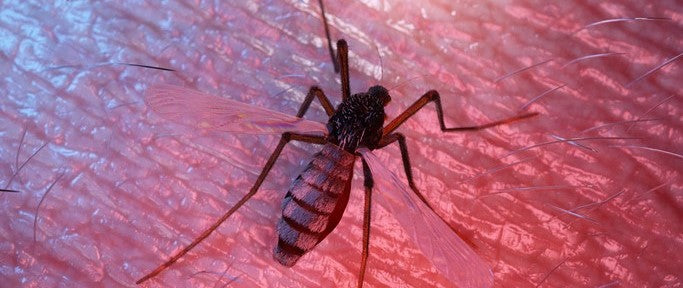 Les nouvelles invasions : ces insectes venus d'ailleurs