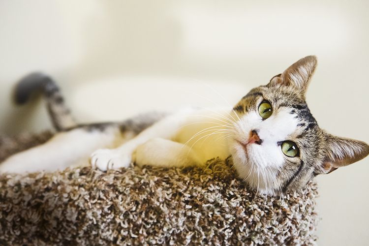 Comment nettoyer l’urine de chat ?