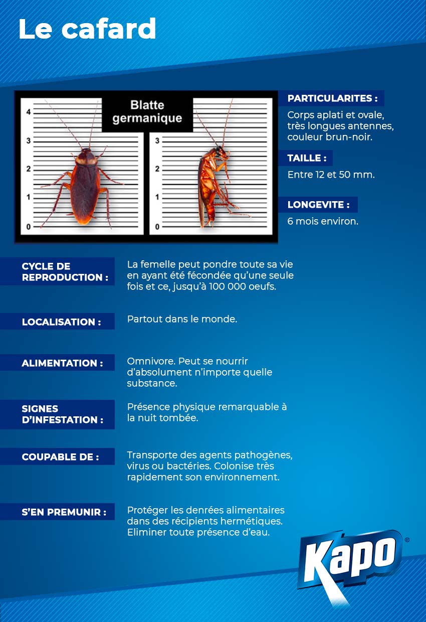 Fiche d'identité : le cafard, qui est-il ?