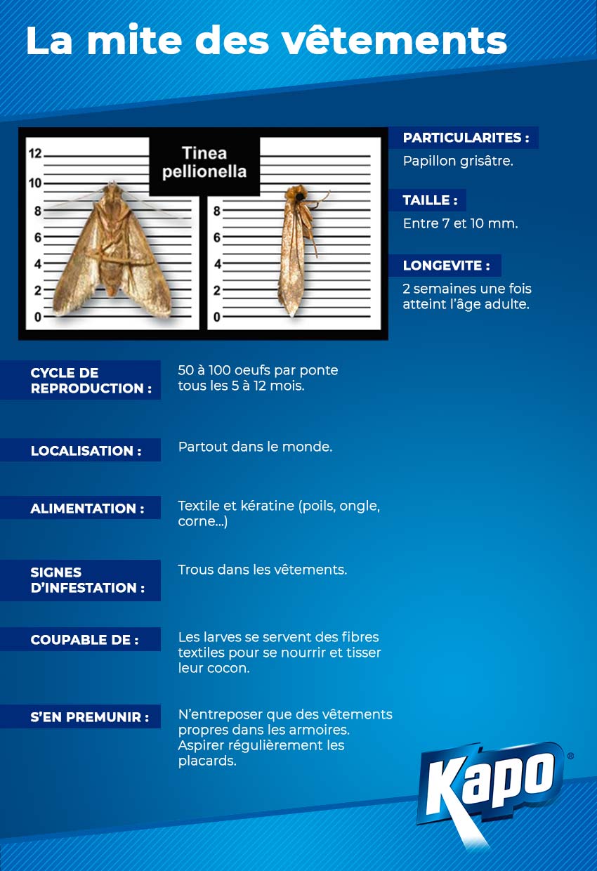 Fiche d'identité : la mite des vêtements, qui est-elle ?