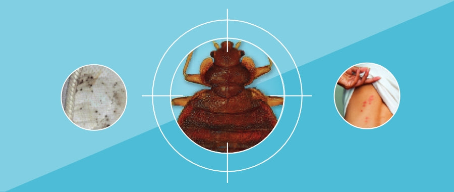 Les punaises de lit : les détecter, les traiter et prévenir l’infestation