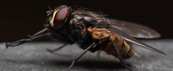 Quelles espèces de mouches pouvez-vous croiser chez vous ?