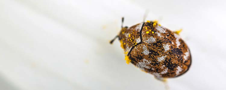 Les anthrènes : qui sont-ils et comment les éliminer ?