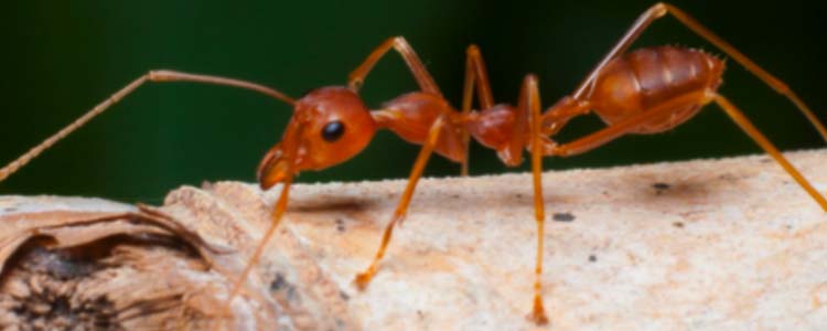Les fourmis rouges : qui sont-elles et comment s'en débarrasser