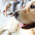 Odeurs et poils de chien : Comment prendre soin de sa maison avec un chien ?